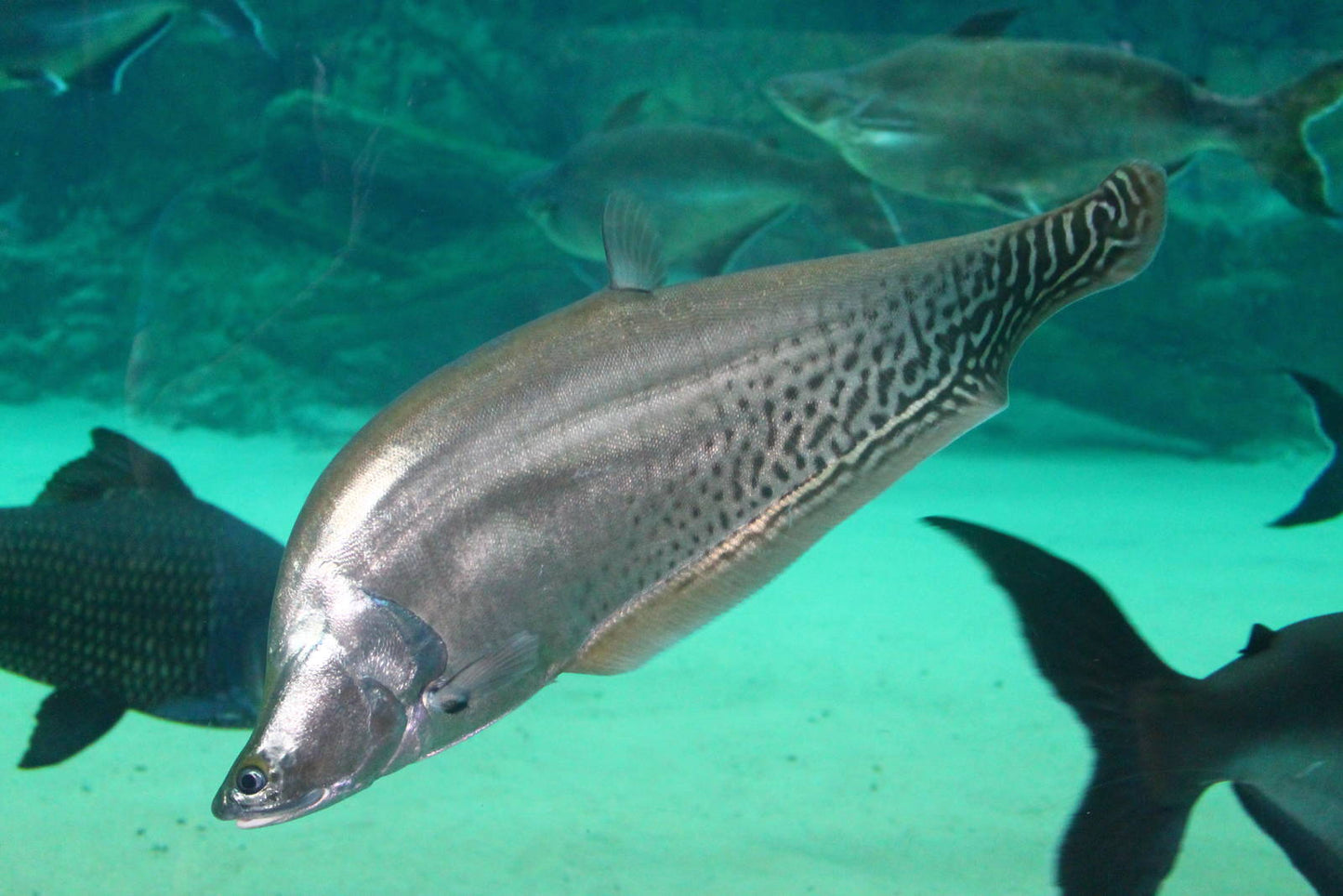 Royal Knife Fish