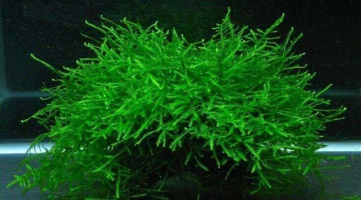 Java moss an Christmas moss