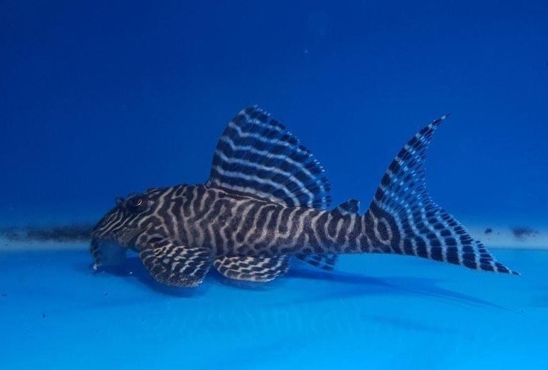 Fancy L pleco