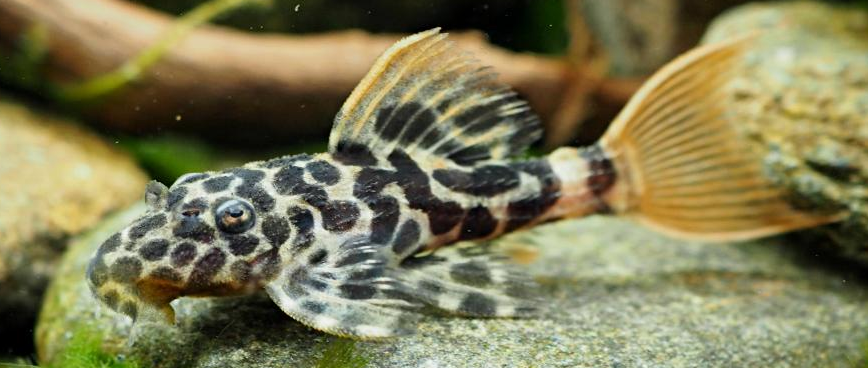 Fancy L pleco