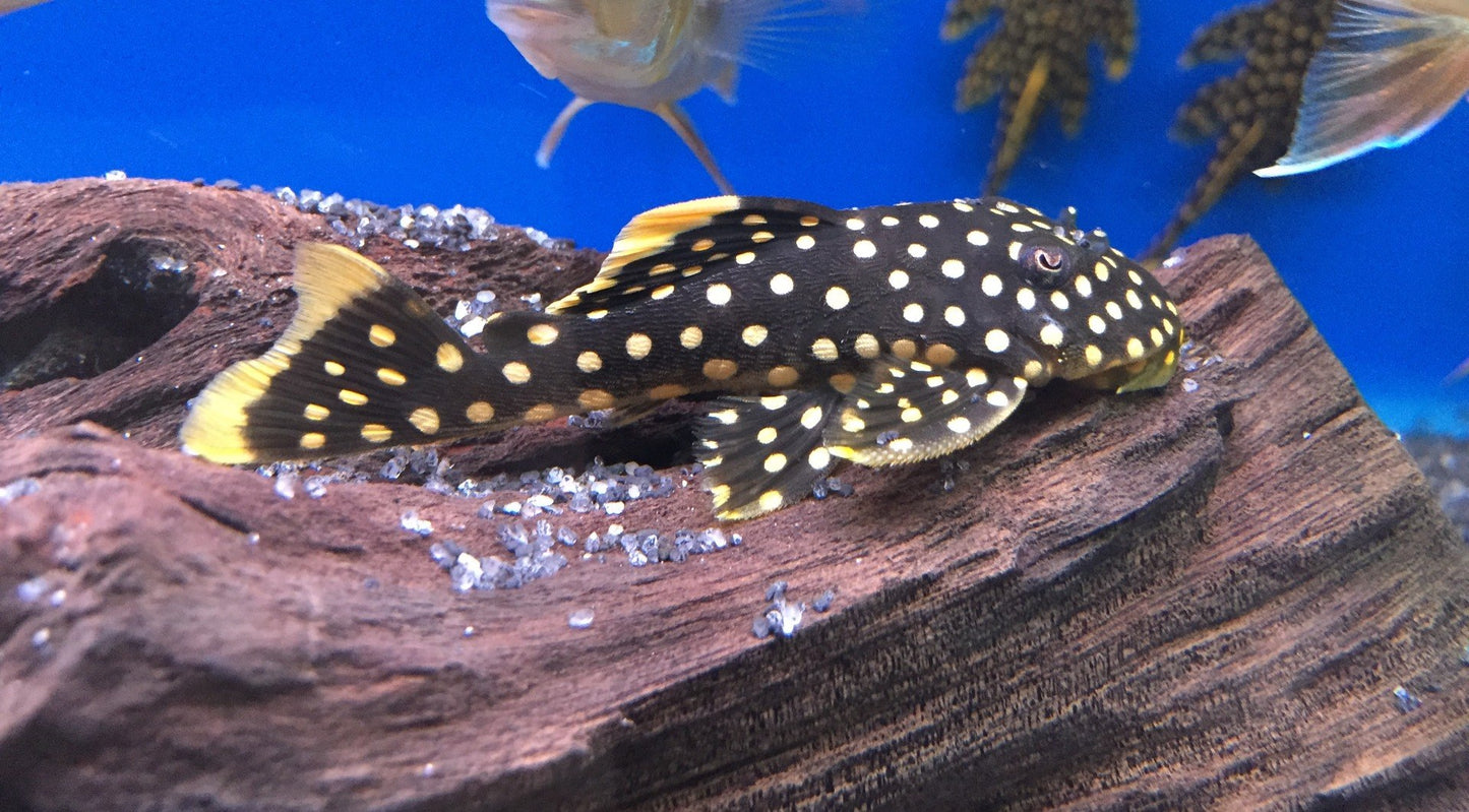 Fancy L pleco