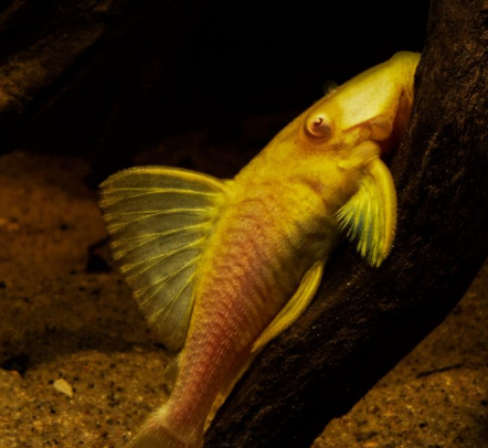 Fancy L pleco