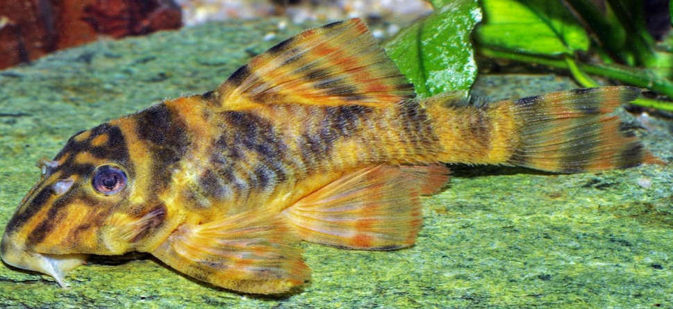 Fancy L pleco