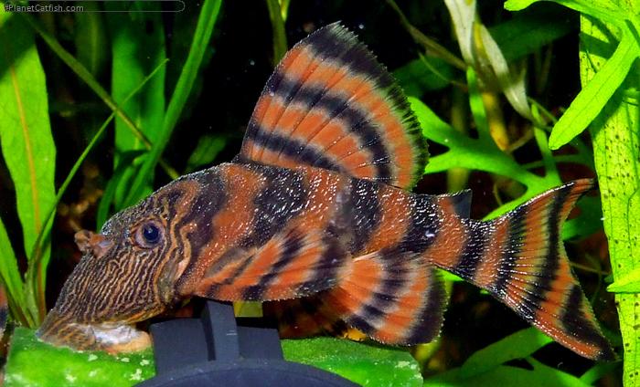 Fancy L pleco
