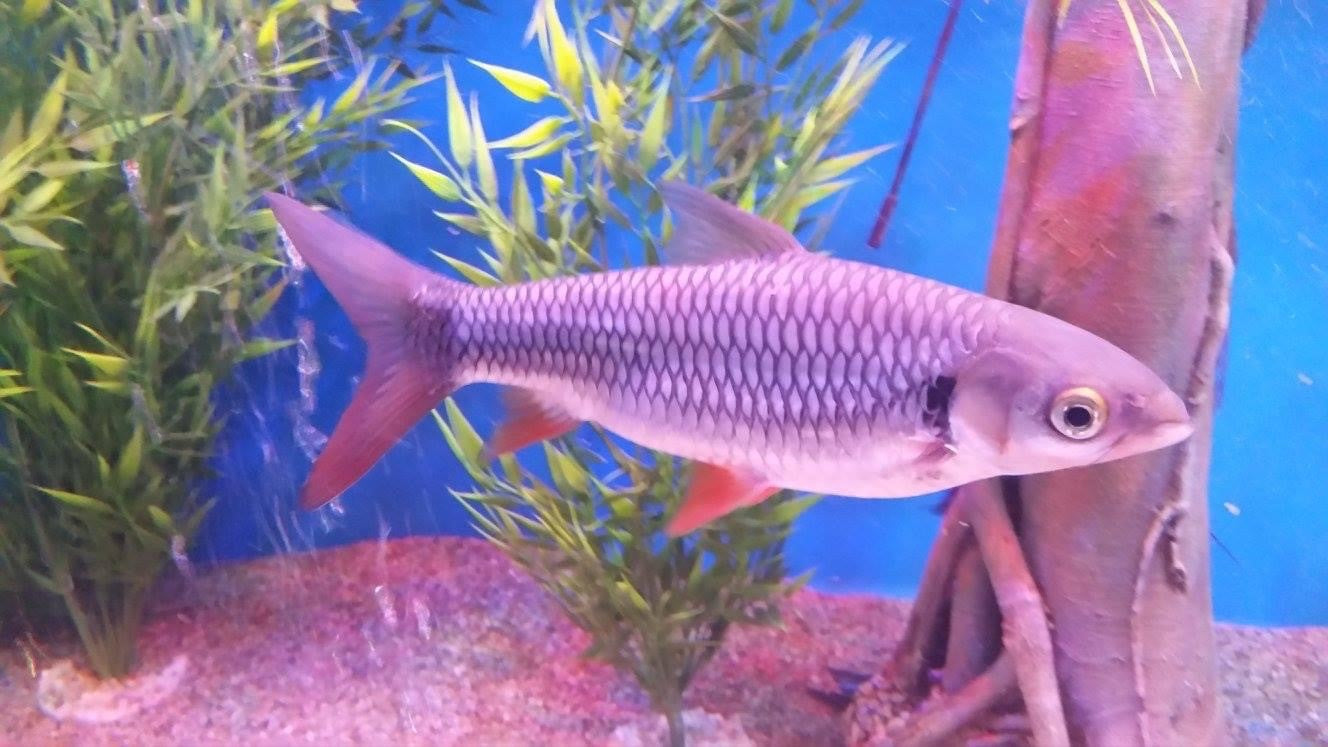 Cigar Shark