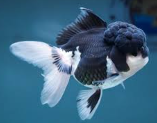 Panda Oranda lionhead