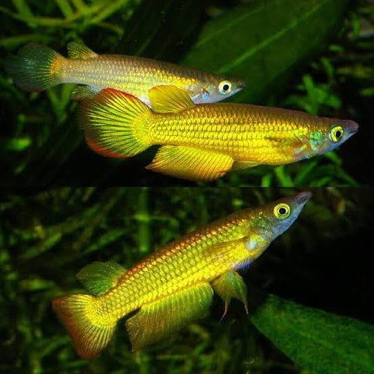 Panchax
