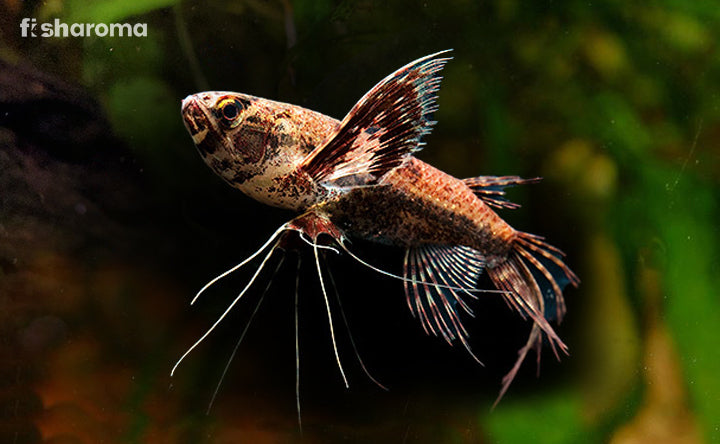 Butterfly fish