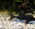 Polkadot lyre tail pleco
