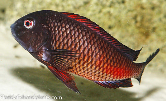 Fire cracker MOLIRO Medium