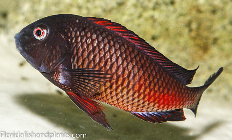 Fire cracker MOLIRO Small