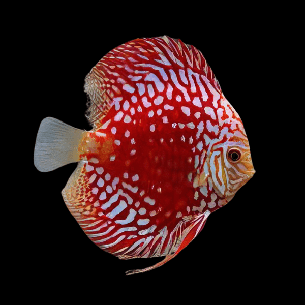 Hand selected Discus