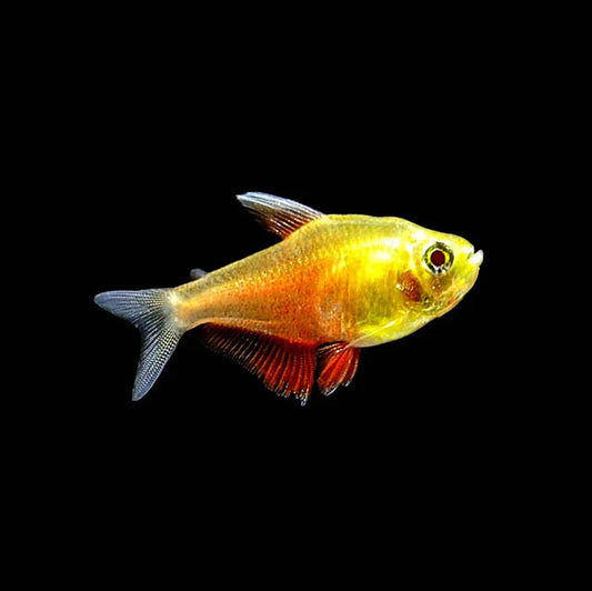 Tetras