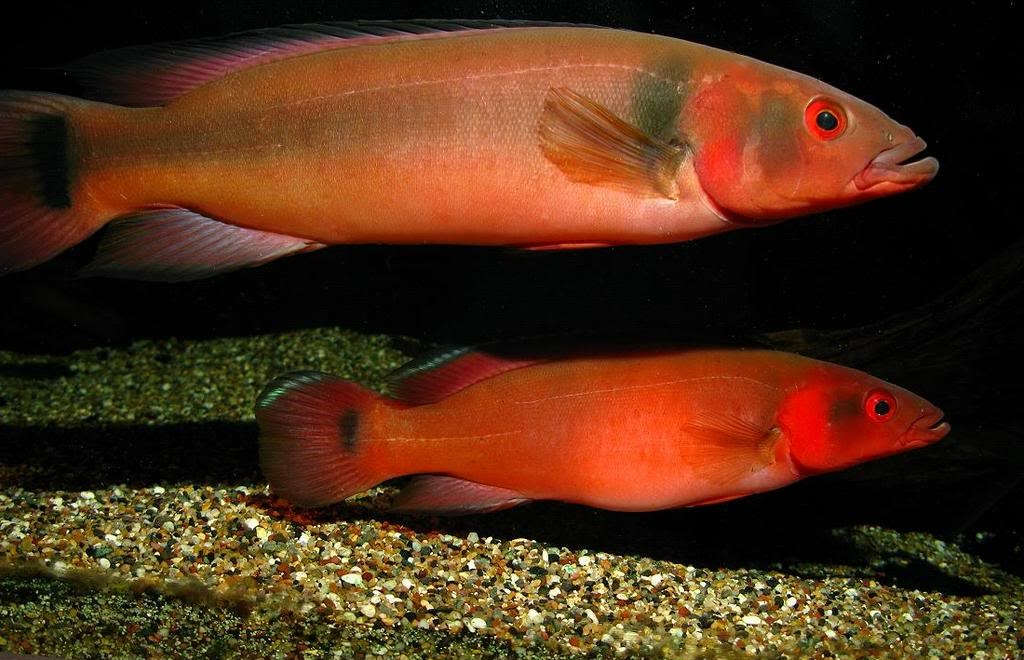 Tapajo Fire Pike