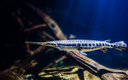 Longnose gar