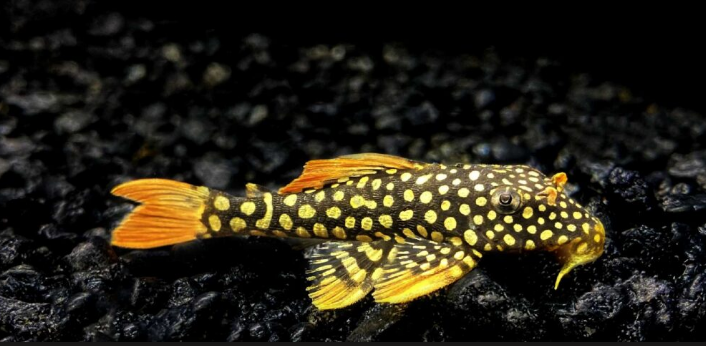 Fancy L pleco