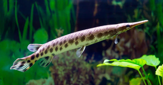 Spotted gar