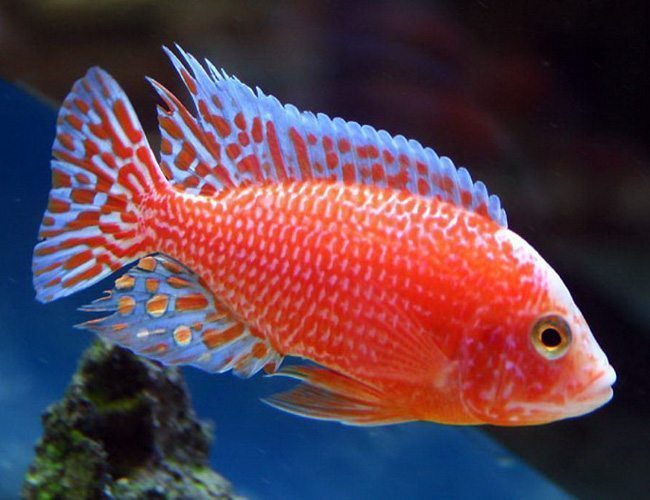 Aulonocara  peacock Cichlid
