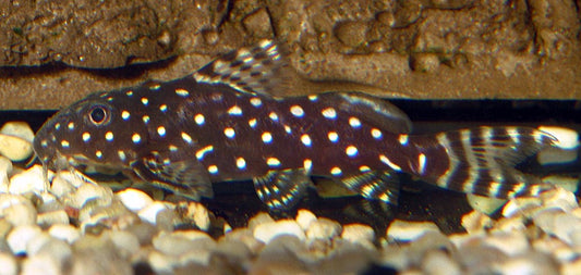 Angelicus catfish