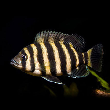 Tilapia Fish