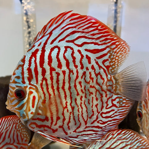 Hand selected Discus