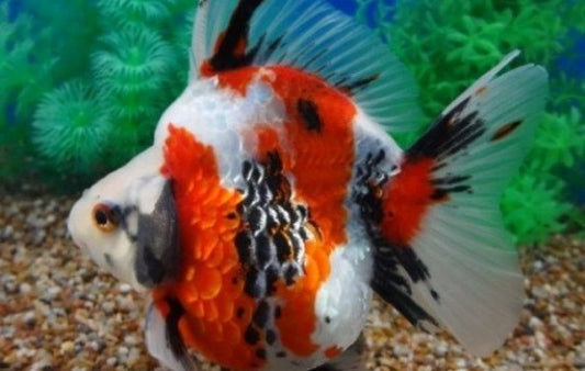 A grade Ryukin goldfish