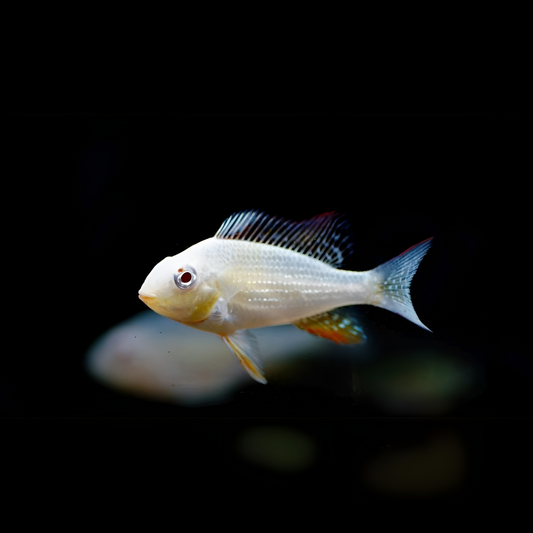 Hecklli Geophagus