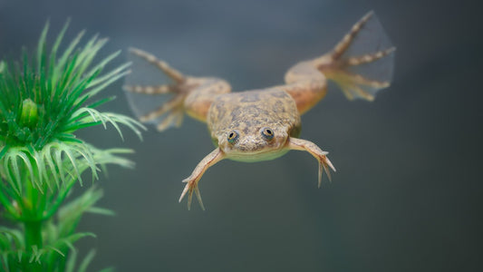 Albino African Dwarf Frog 2cm
