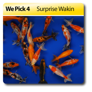 Wakin goldfish