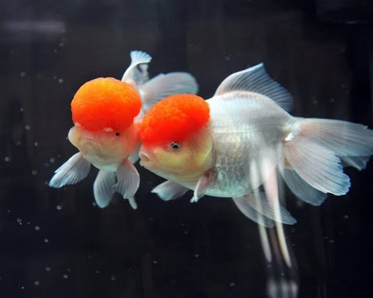 RedCap lionhead