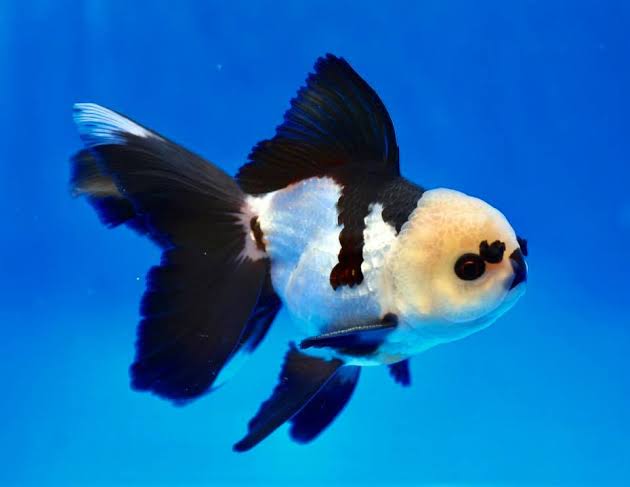Panda Oranda lionhead