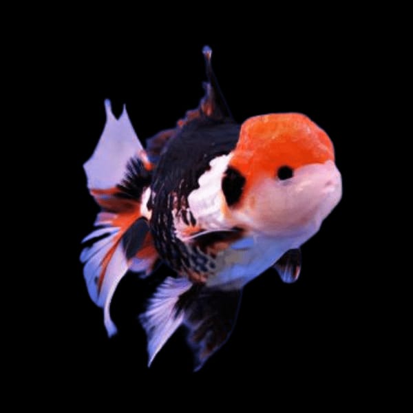 Oranda Gold Fish (Fire-Sale)