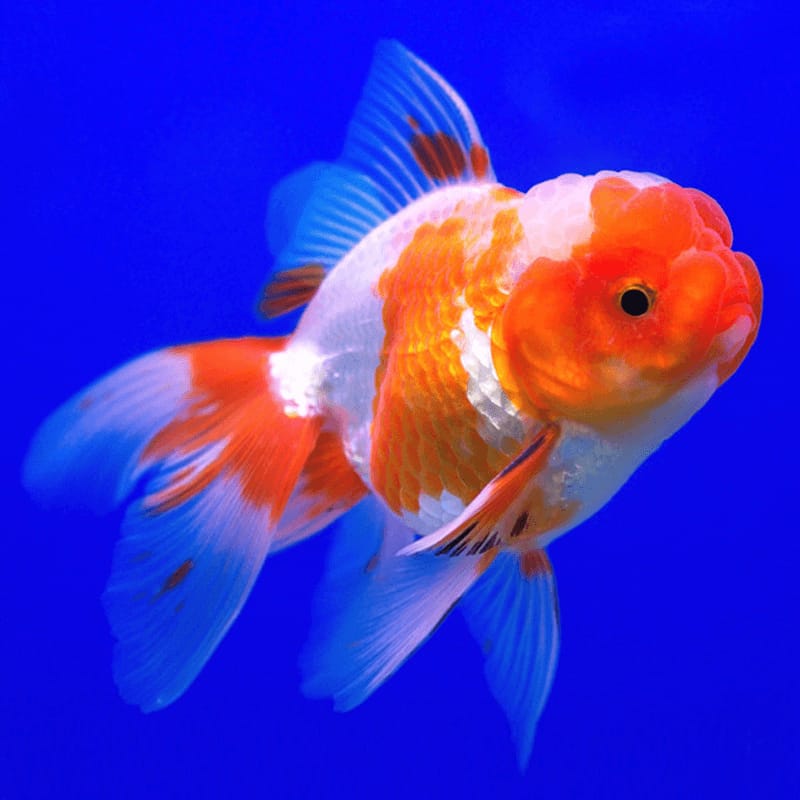 Oranda Gold Fish (Fire-Sale)