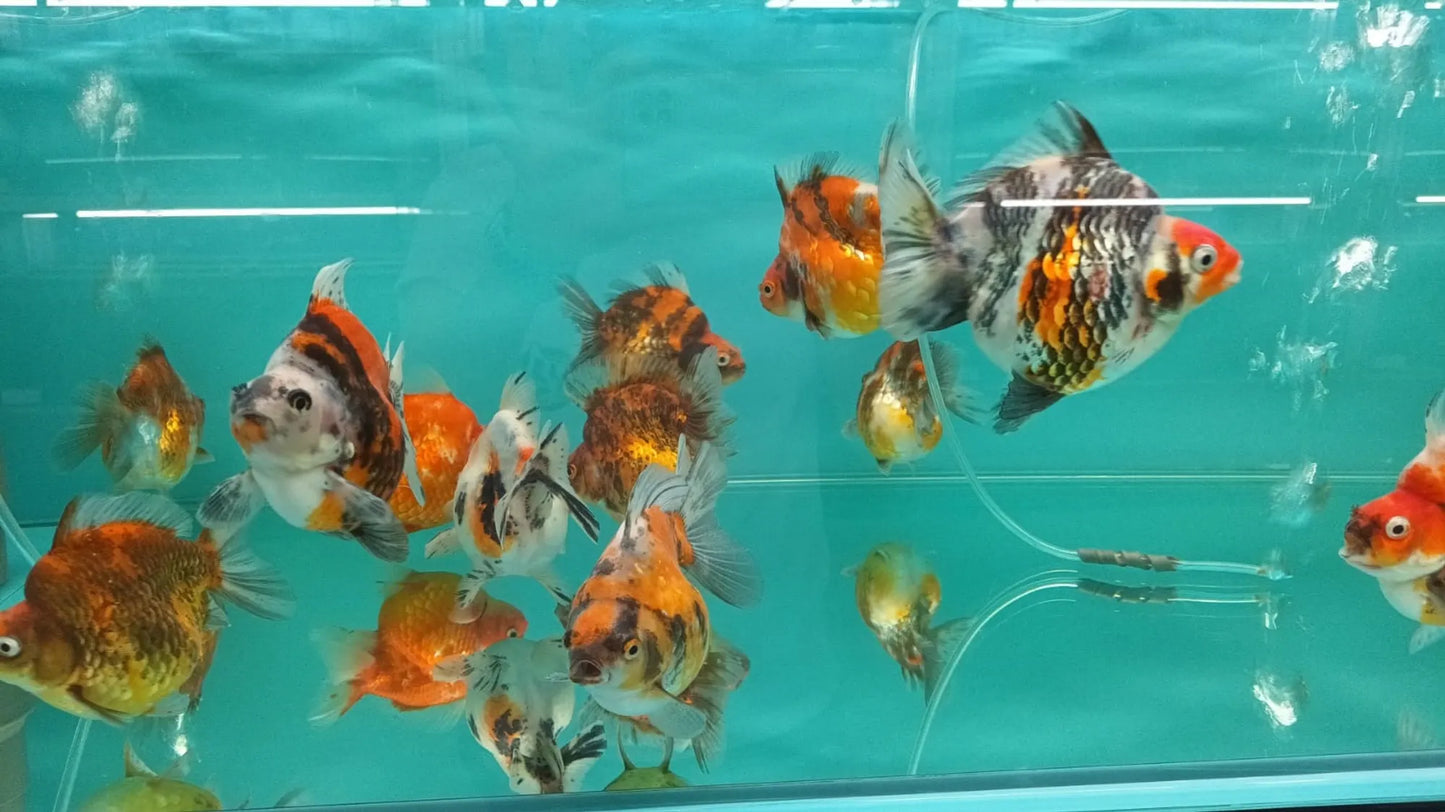 A grade Ryukin goldfish