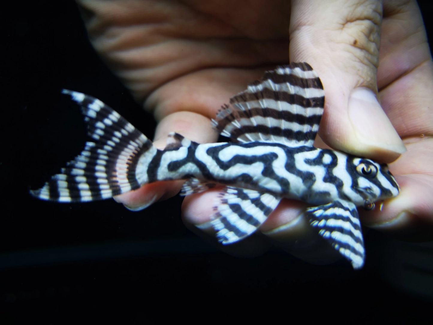 Fancy L pleco