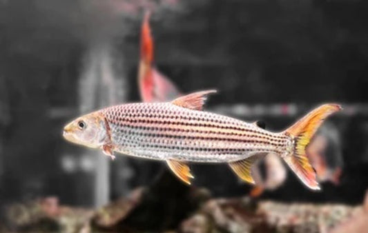 Goliath Tigerfish