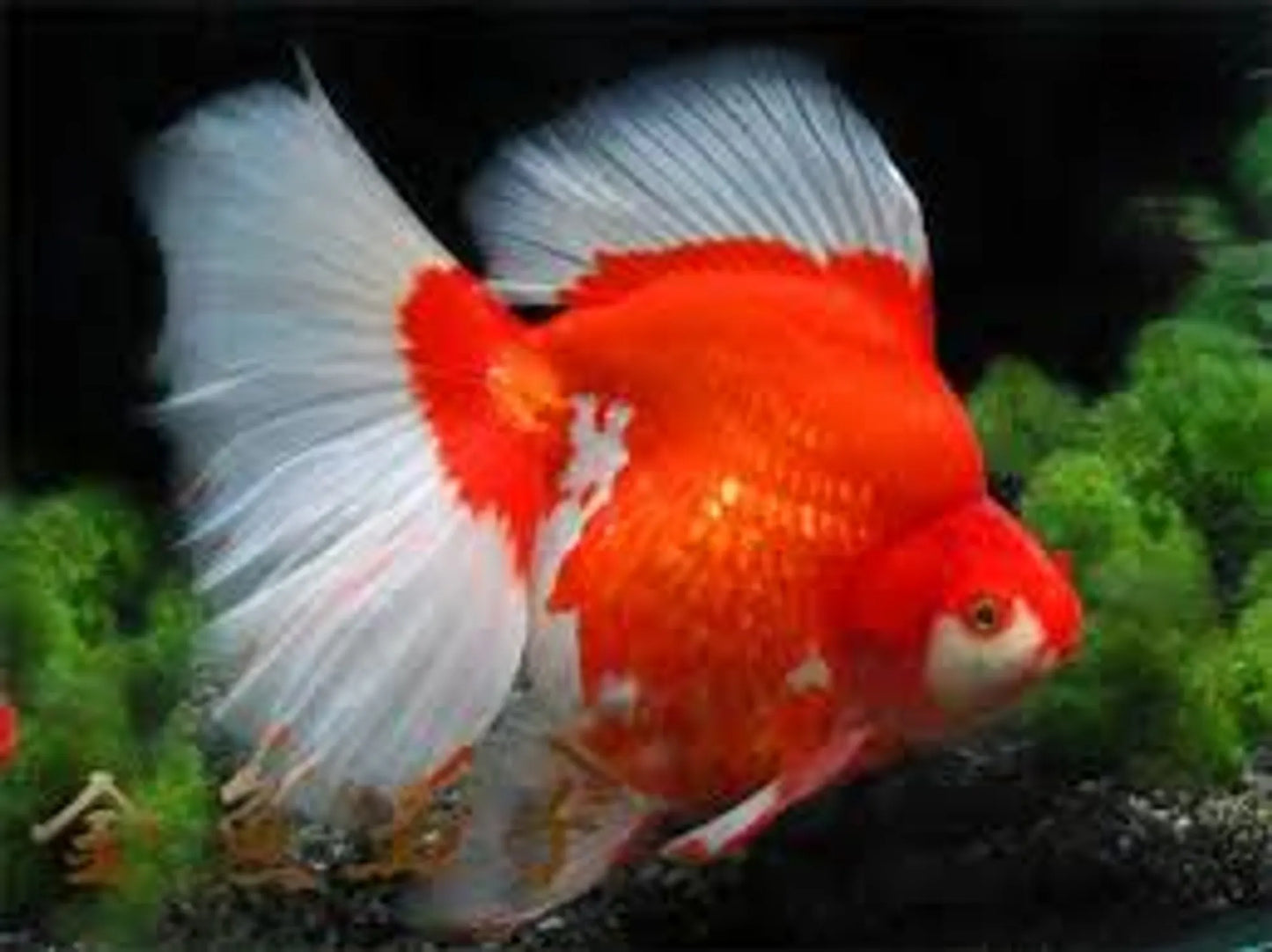 A grade Ryukin goldfish