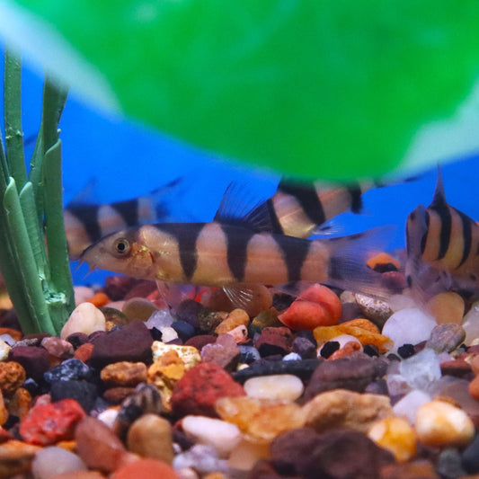 Clown Loach x Emperor Loach
