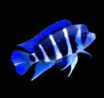 Frontosa Assorted for Sale South Africa | RSB Aquatics