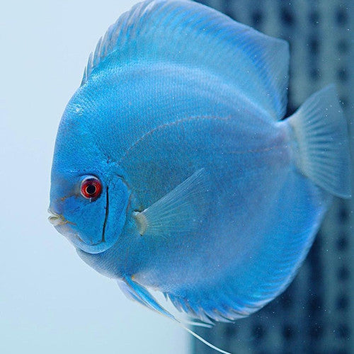 Hand selected Discus