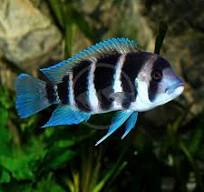 Frontosa Assorted for Sale South Africa | RSB Aquatics