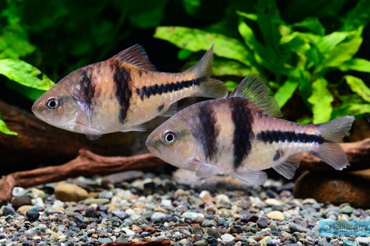 Spanner barb