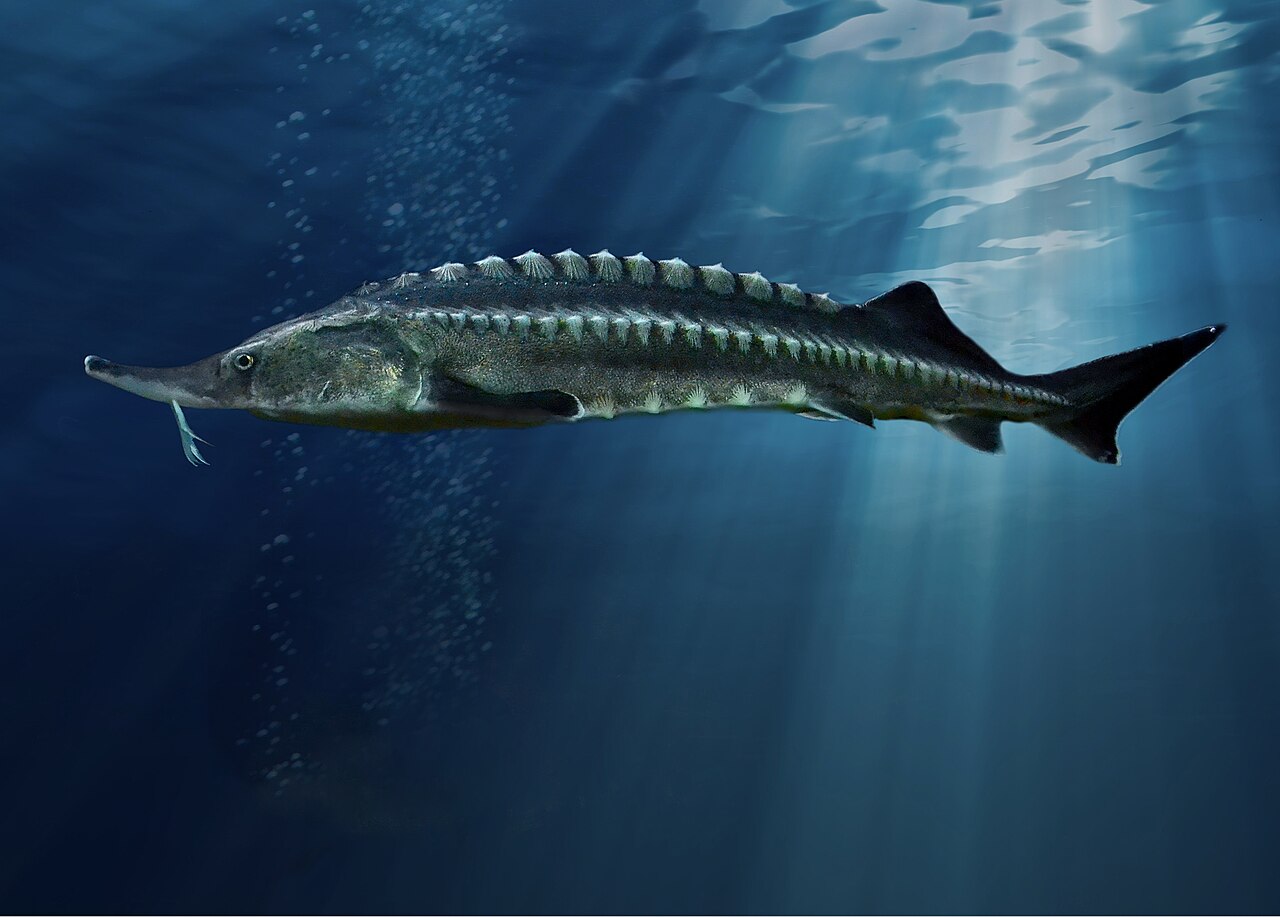 Sturgeon's