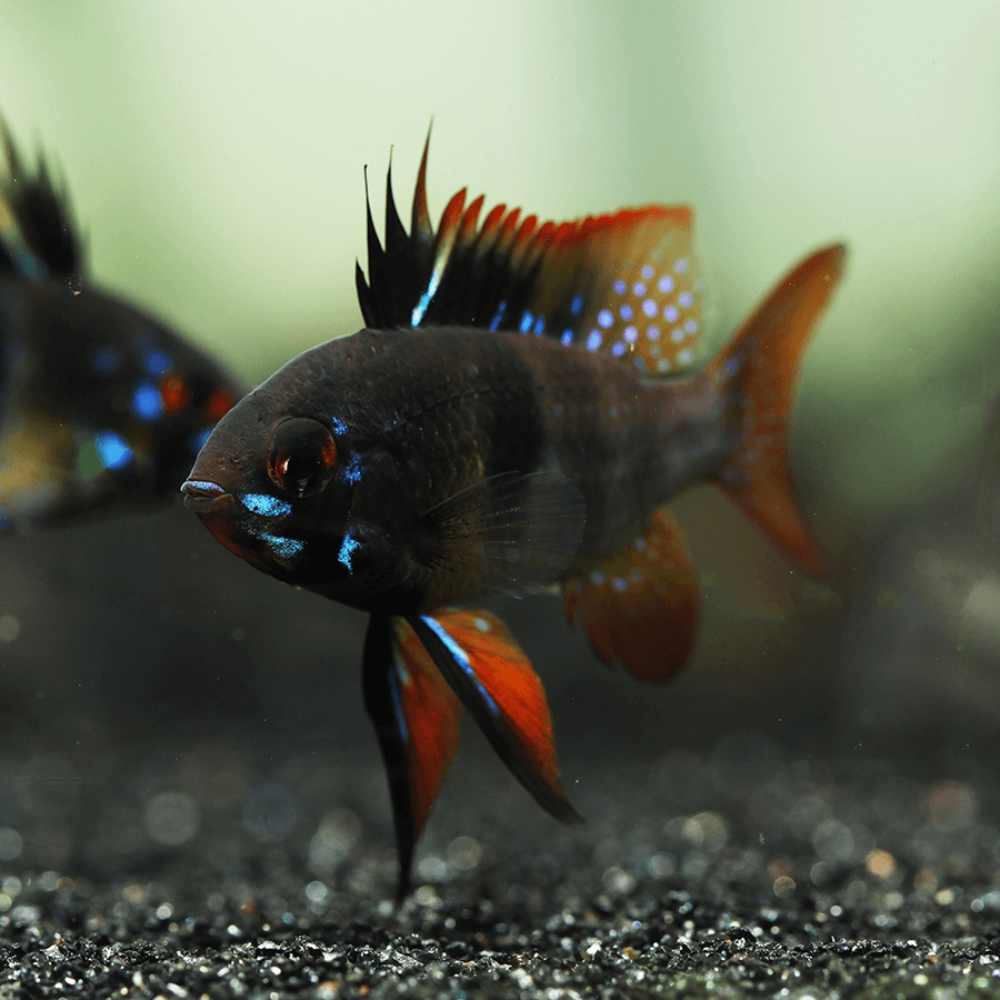 Black   Ram