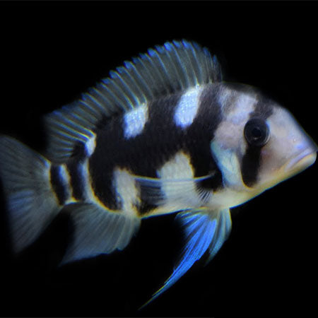 Frontosa assorted