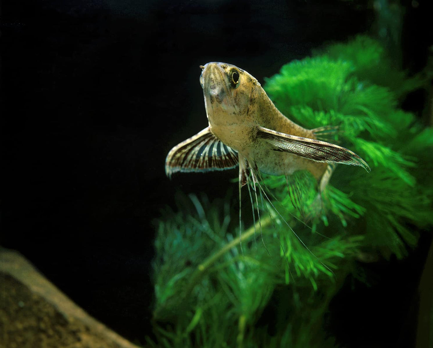 Butterfly fish