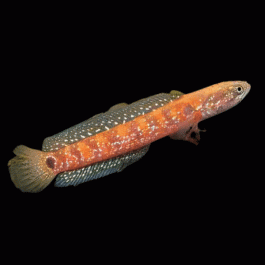 Red Stripe Chinese Snakehead