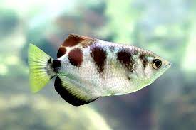Archer fish Marble