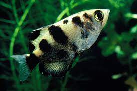 Archer fish Marble