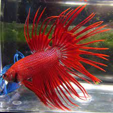 Sieamese fighter (BETTA) TYPES